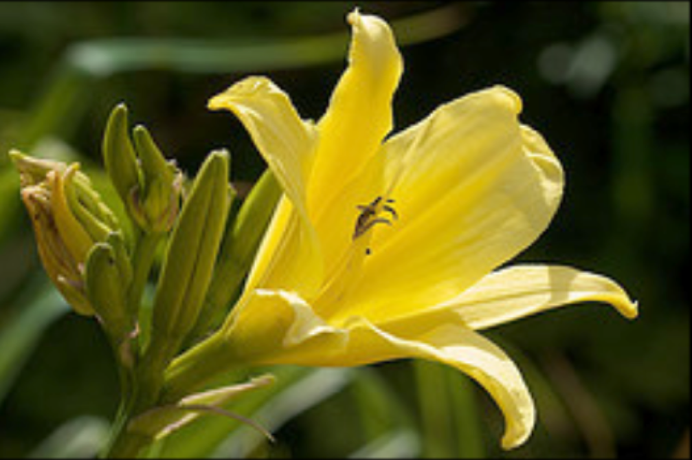 A Lily