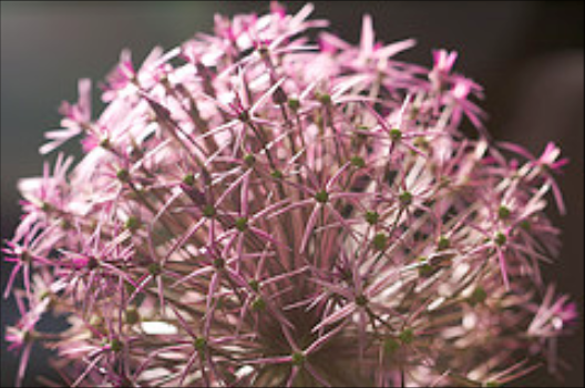 A crazy looking Allium flower
