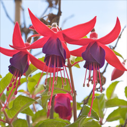 A Fuchsia plant