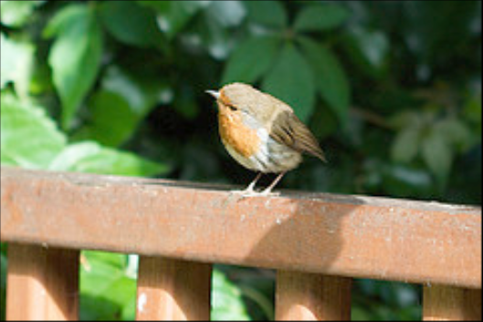 A Robin sitting on a fence